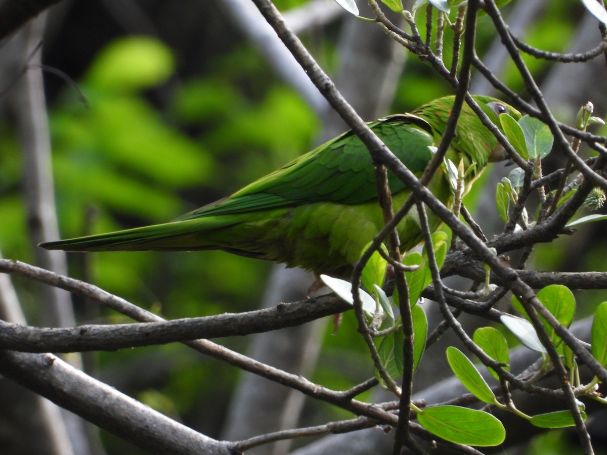 Meksika Yeşil Papağanı - ML243686441