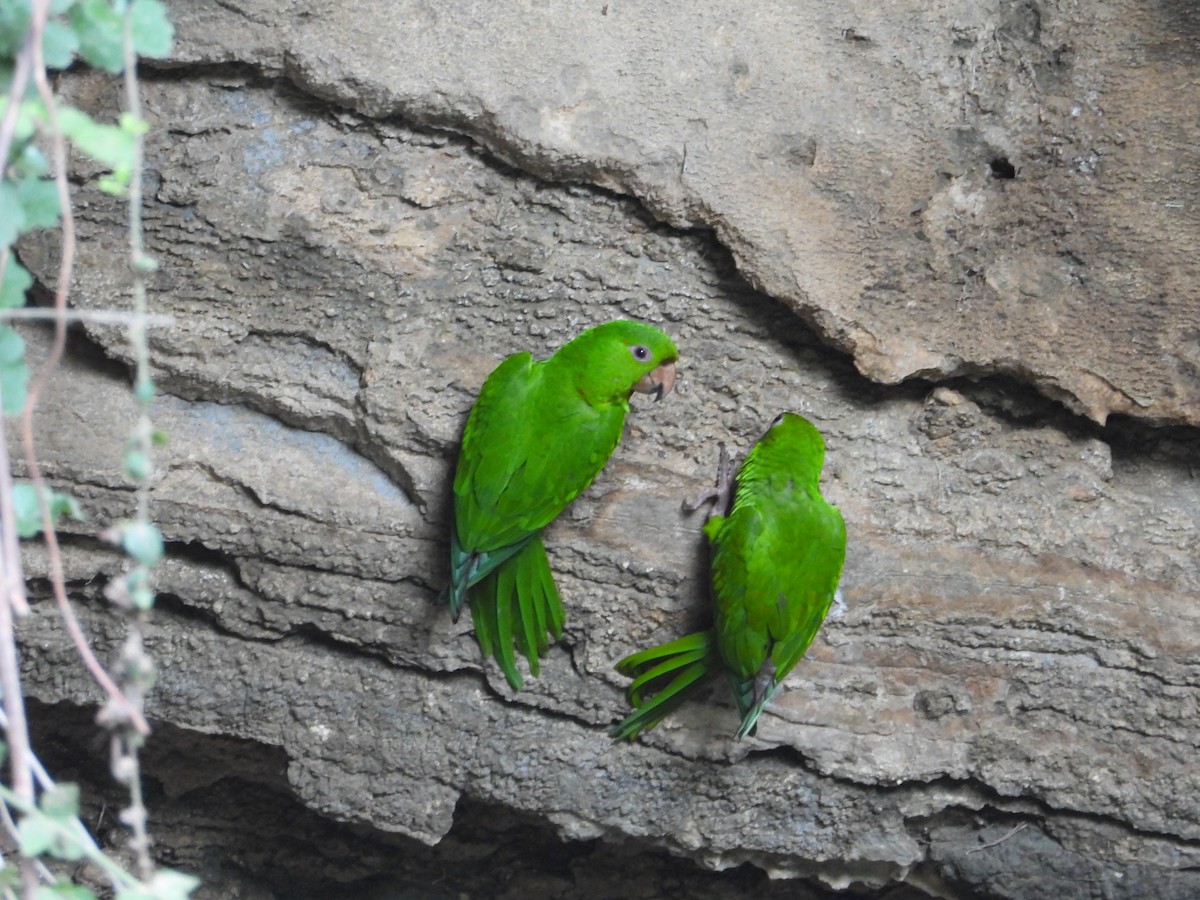 Meksika Yeşil Papağanı - ML243686631