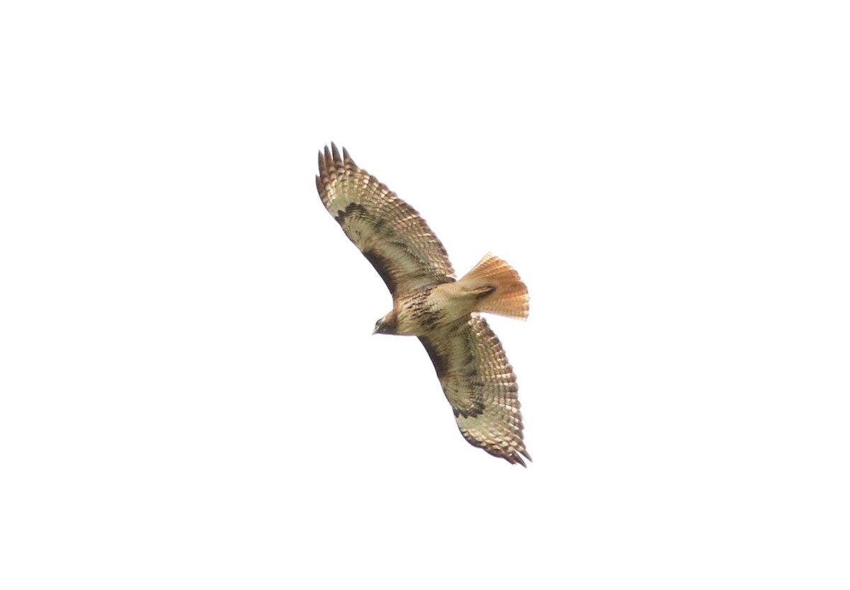 Red-tailed Hawk - ML243686641