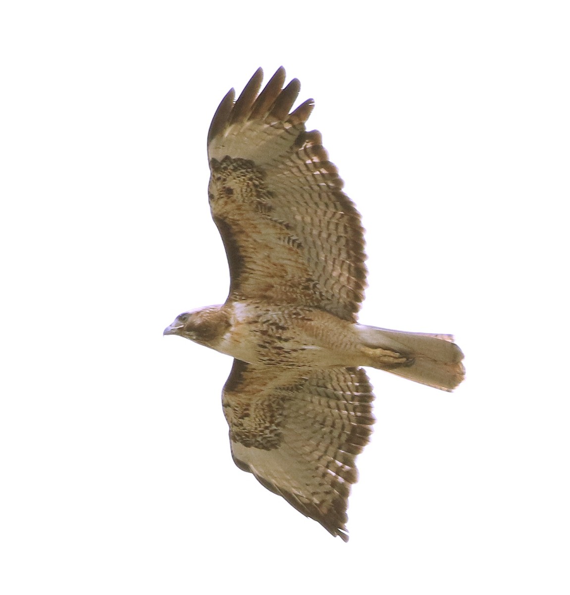 Red-tailed Hawk - ML243686661