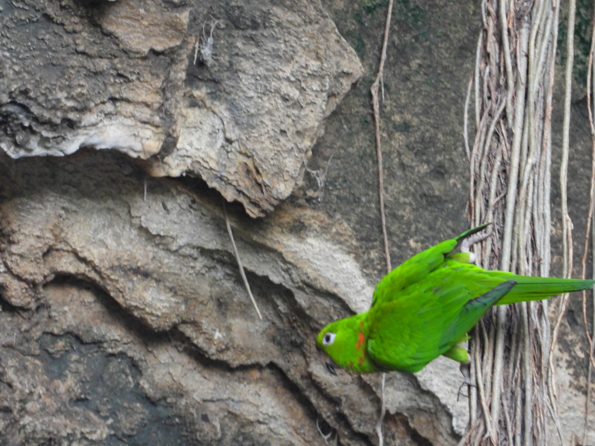 Meksika Yeşil Papağanı - ML243686681