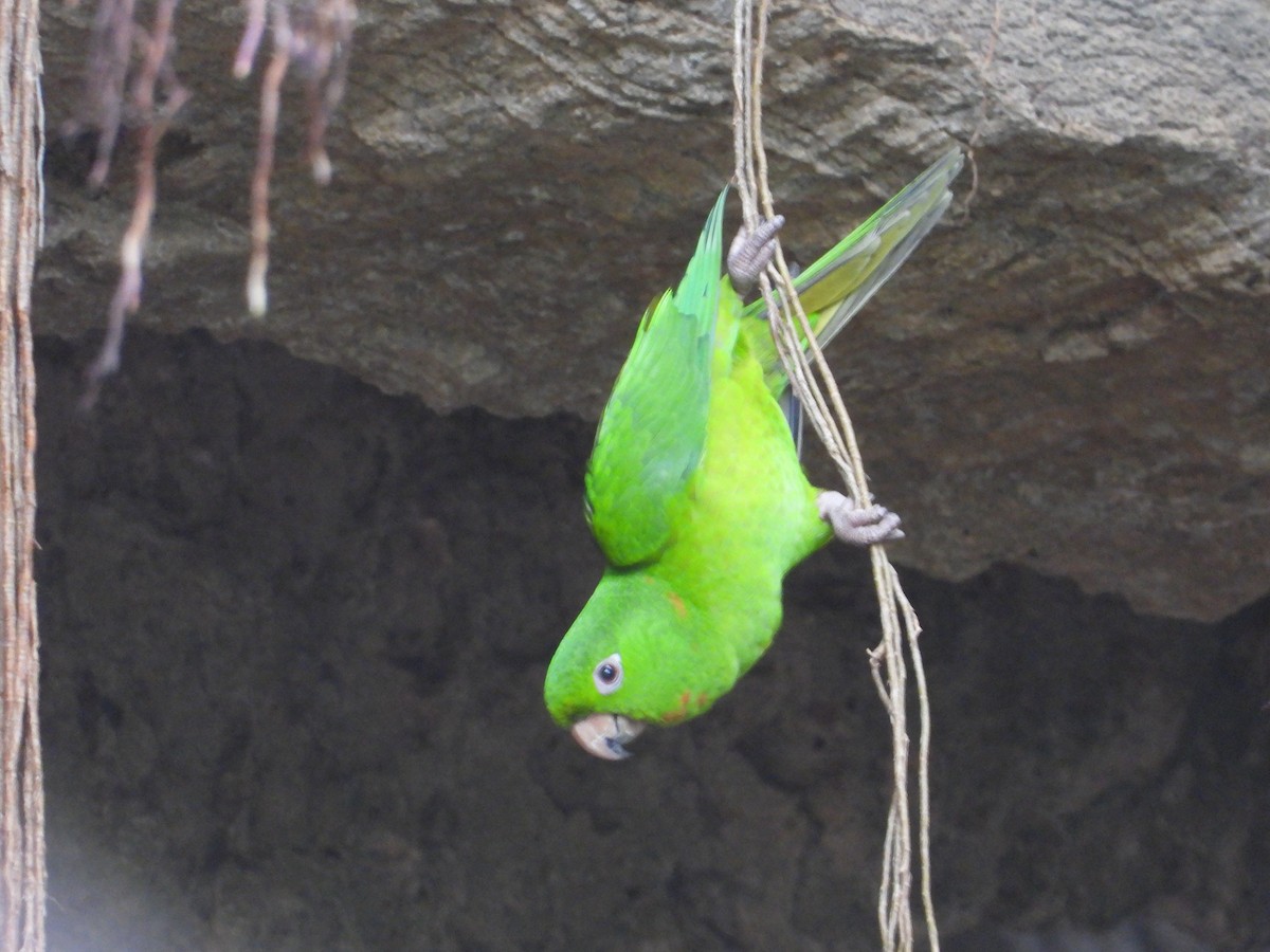 Meksika Yeşil Papağanı - ML243686781