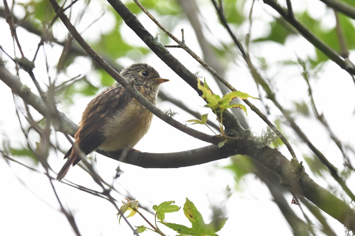 Ferruginous Flycatcher - ML243687151