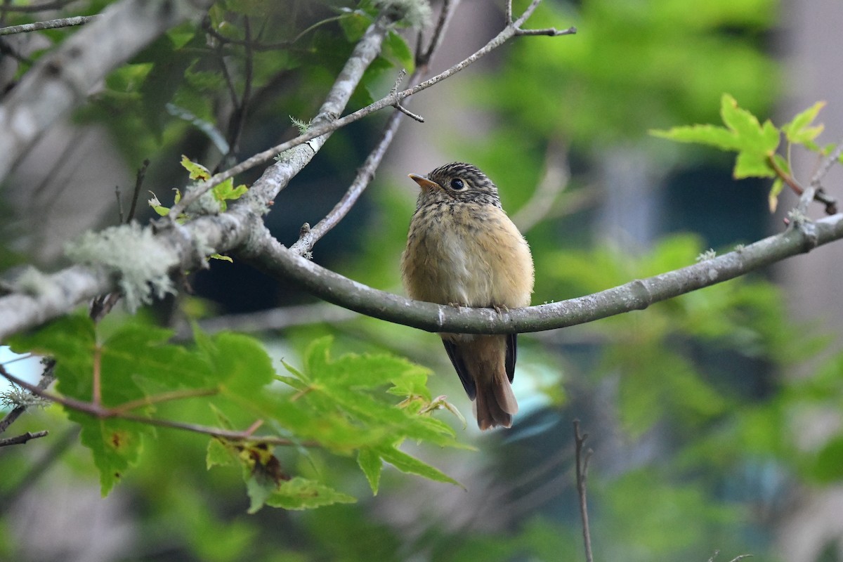 Ferruginous Flycatcher - ML243687181