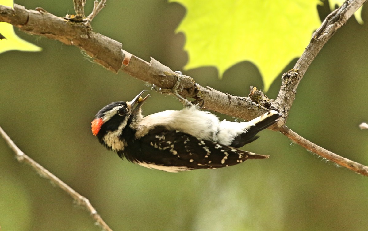 Downy Woodpecker - ML243687231