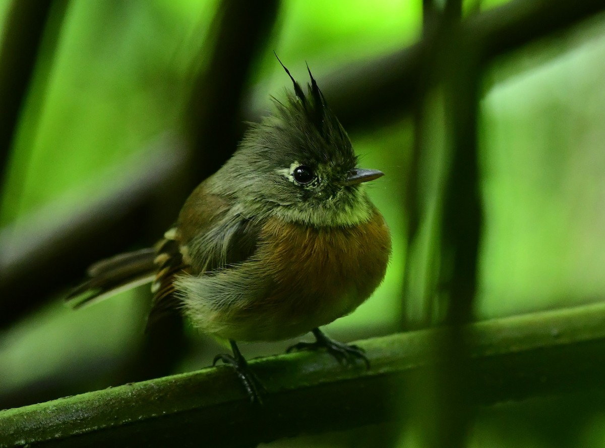 Kuşaklı Sinekkapan - ML243688081