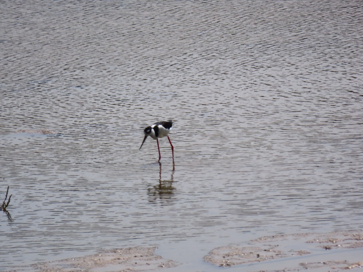 Black-necked Stilt - ML243689581