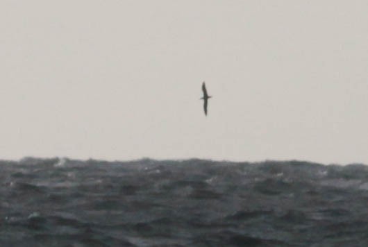 Cory's Shearwater - ML243689911