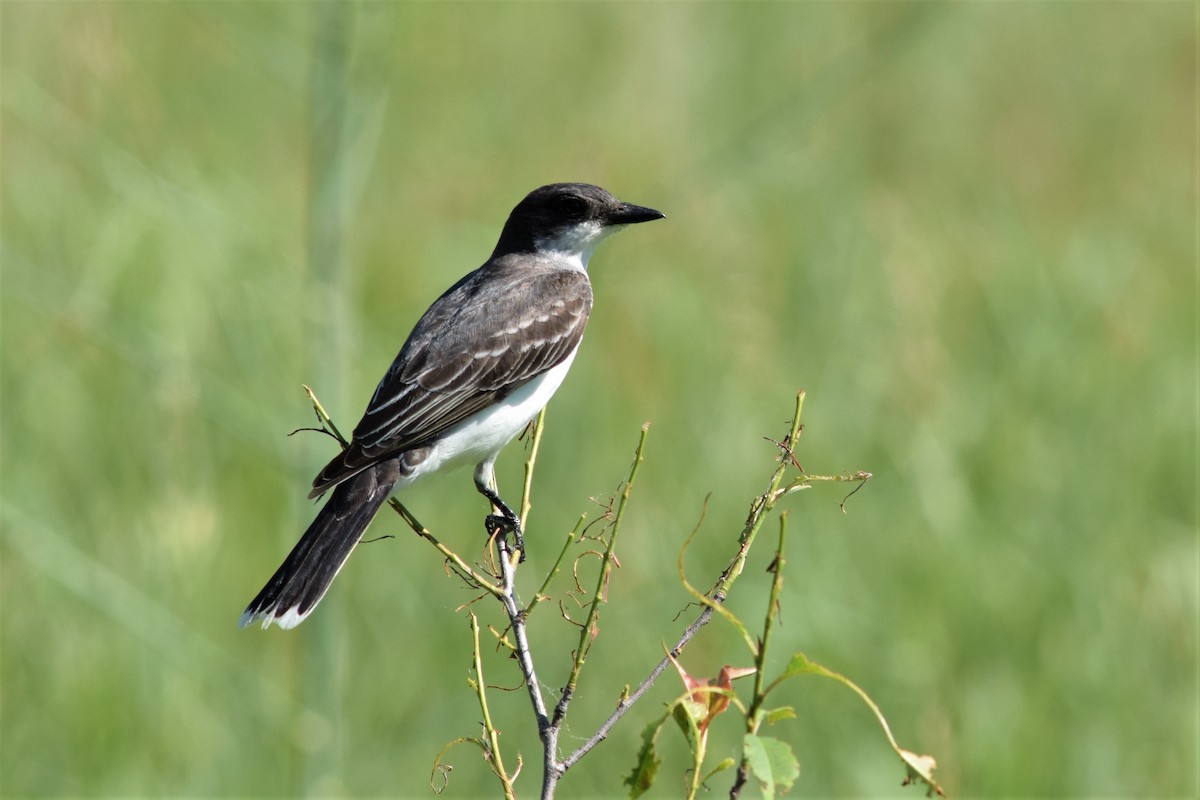 Eastern Kingbird - ML243690901