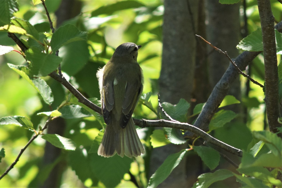 Red-eyed Vireo - ML243690931