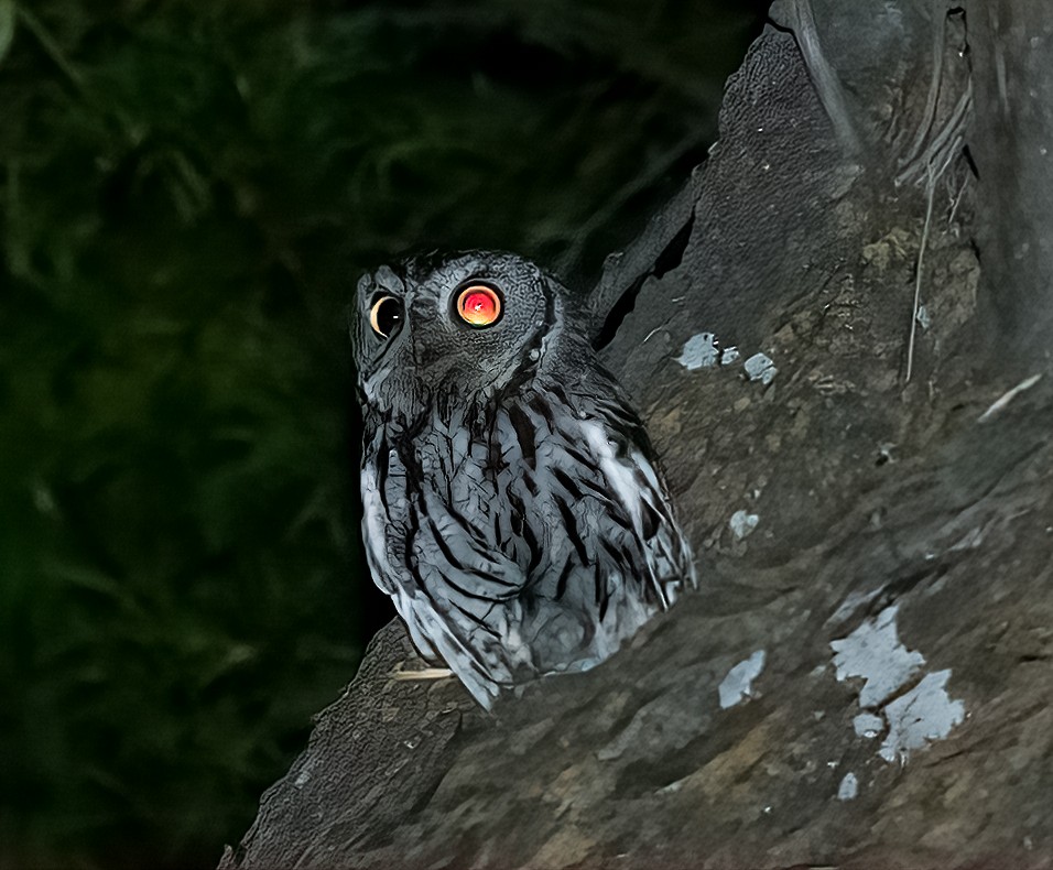 Western Screech-Owl - Tim L. Vasquez