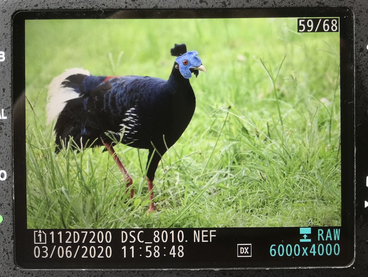 Malayan Crested Fireback - ML243691481