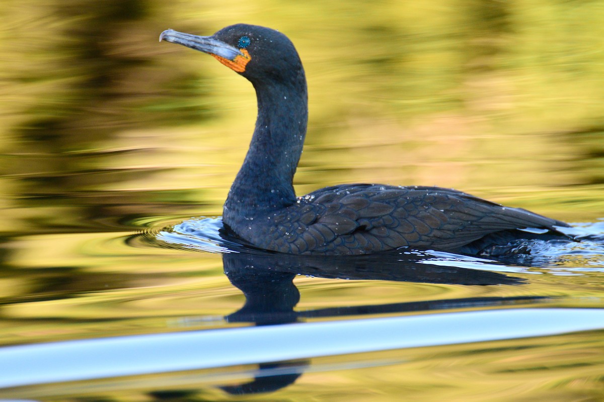 Cape Cormorant - ML243691511