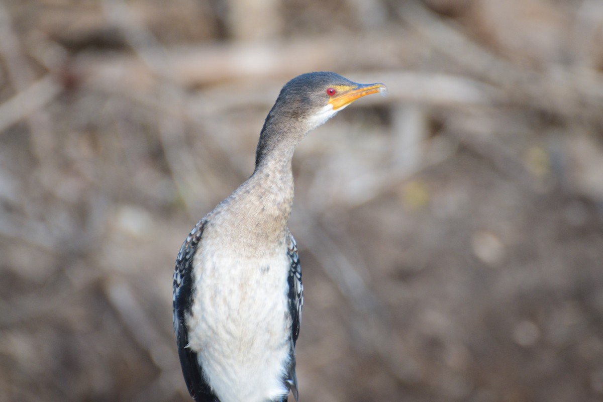 Long-tailed Cormorant - ML243691591