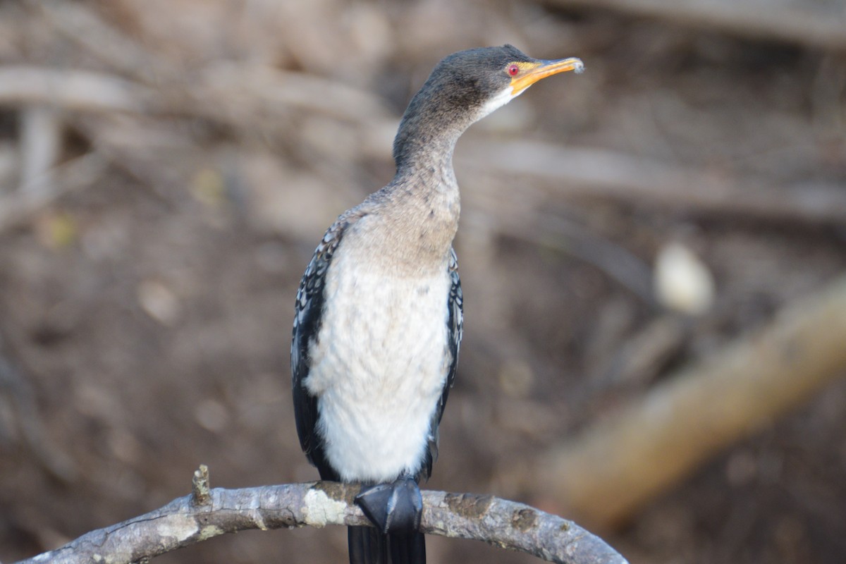 Long-tailed Cormorant - ML243691601
