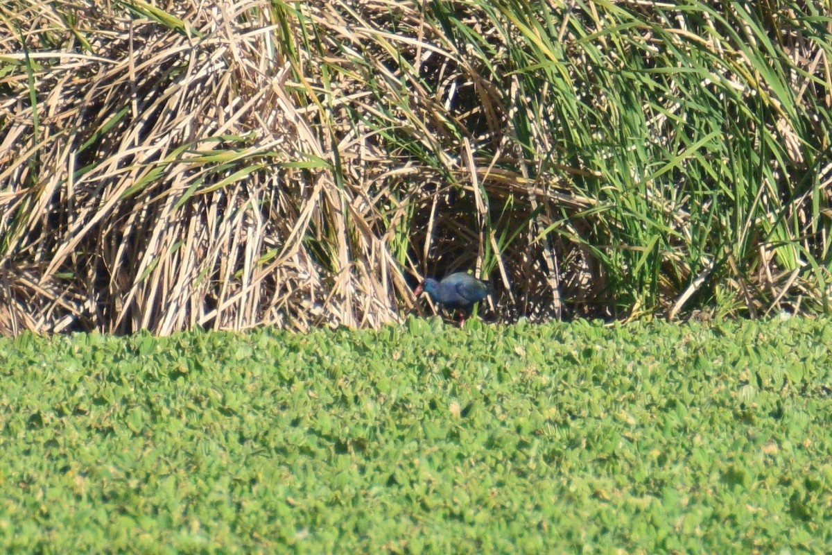 African Swamphen - ML243691921