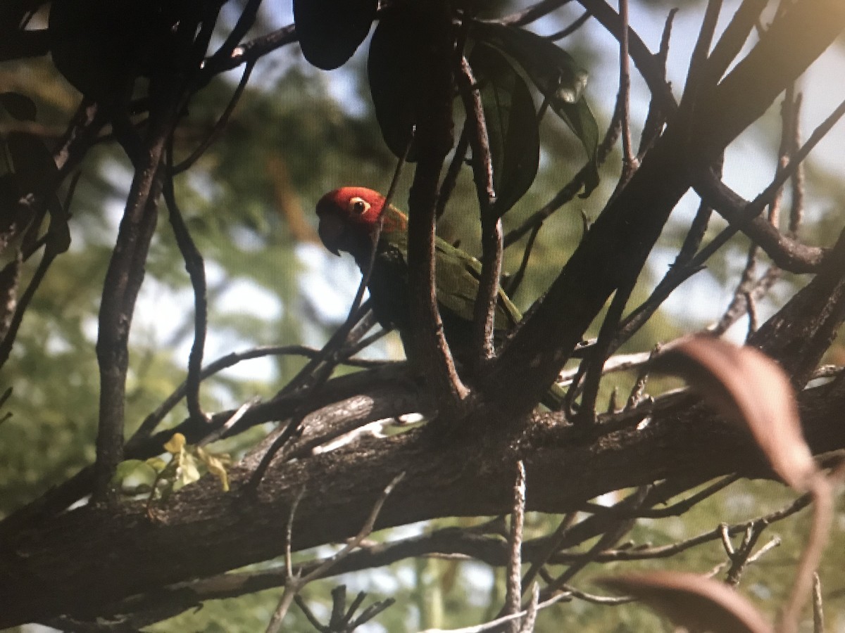 Red-masked Parakeet - ML243692711