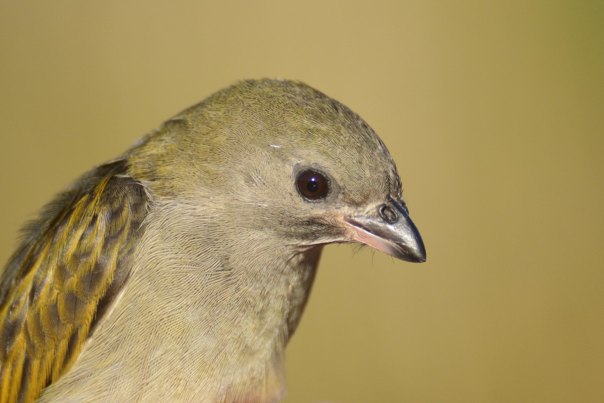 Lesser Honeyguide (Lesser) - ML243694791