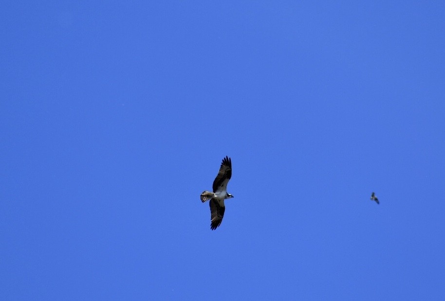 Águila Pescadora - ML243698711