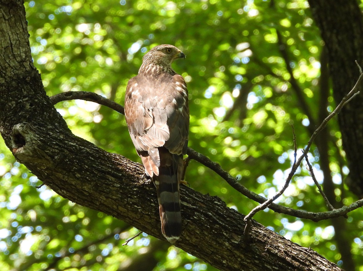 Cooper's Hawk - ML243699681