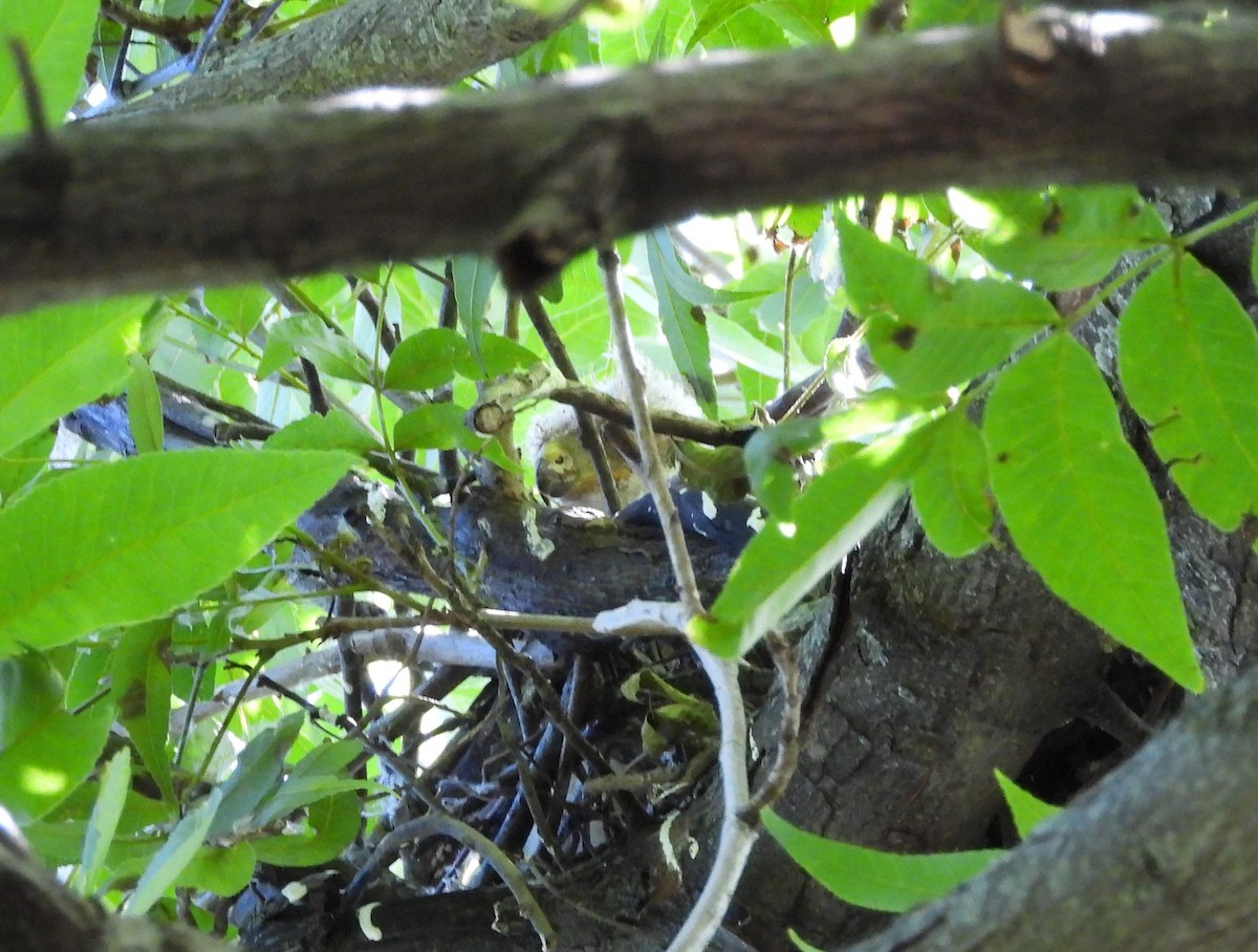 Cooper's Hawk - ML243700081