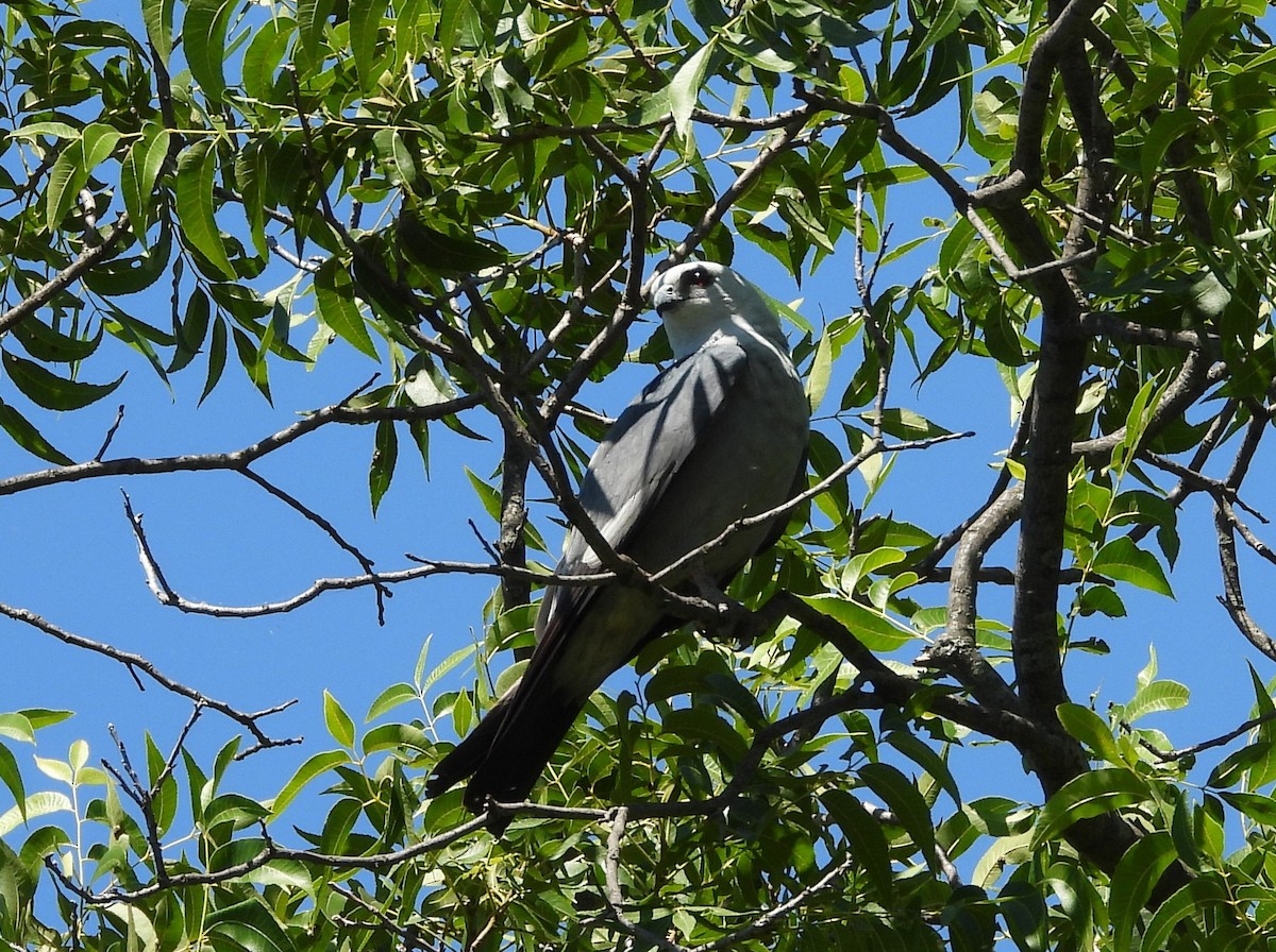 Mississippi Kite - ML243700741