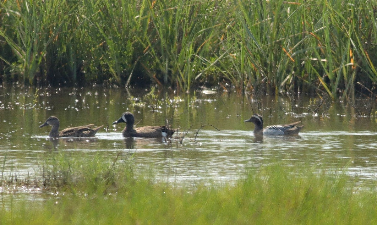 Garganey - ML243700941