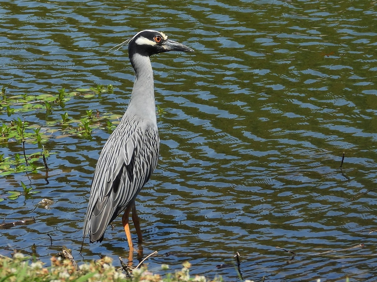 Yellow-crowned Night Heron - ML243700991