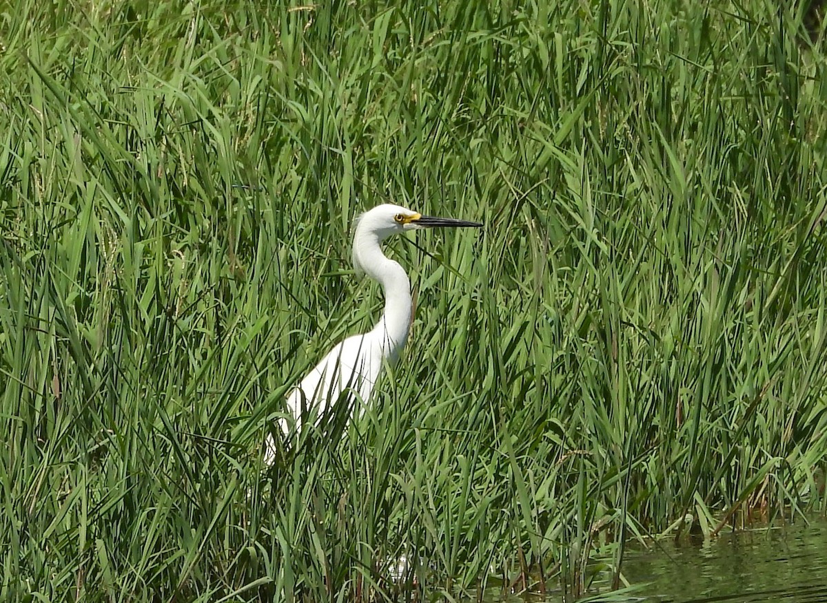 Snowy Egret - ML243701121