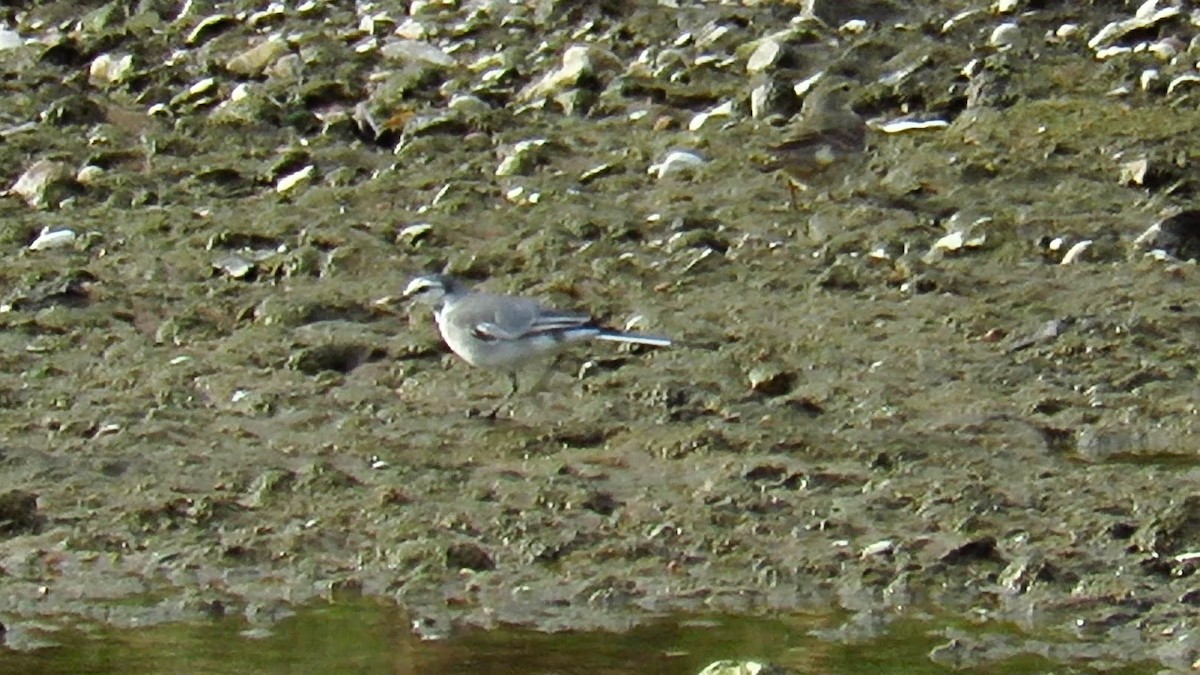 White Wagtail (ocularis) - ML243702771