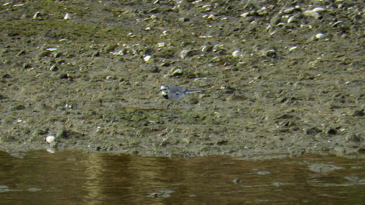 White Wagtail (ocularis) - ML243702811