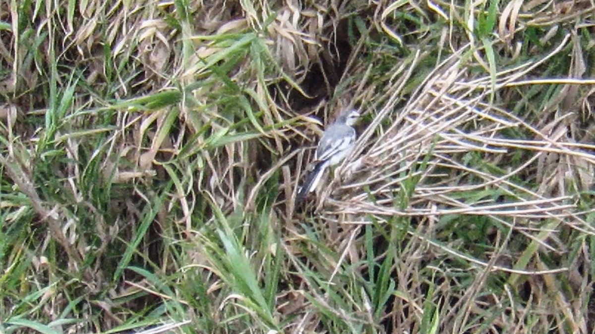 White Wagtail (ocularis) - ML243702841