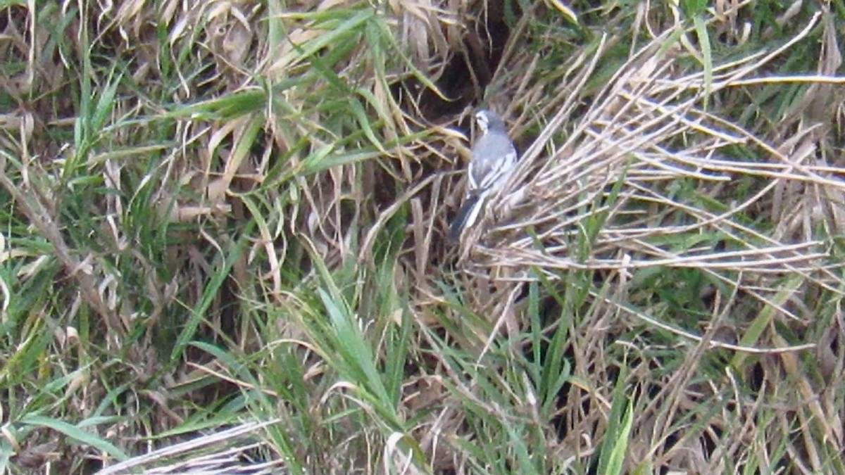 White Wagtail (ocularis) - ML243702871