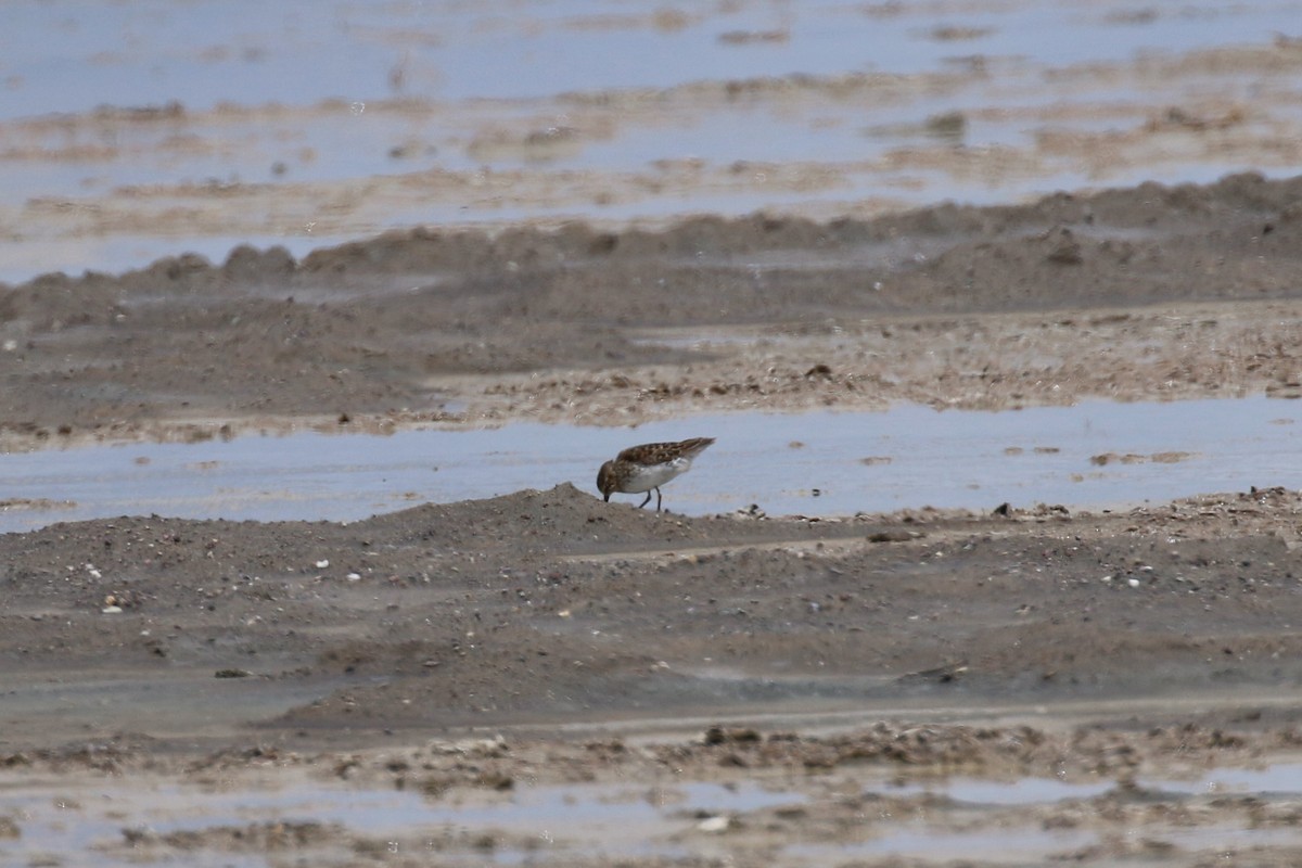 pygmésnipe - ML243703751