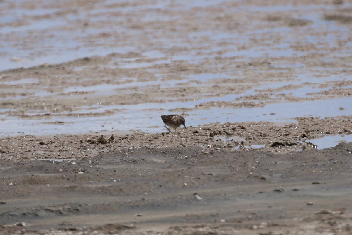 Least Sandpiper - ML243703811