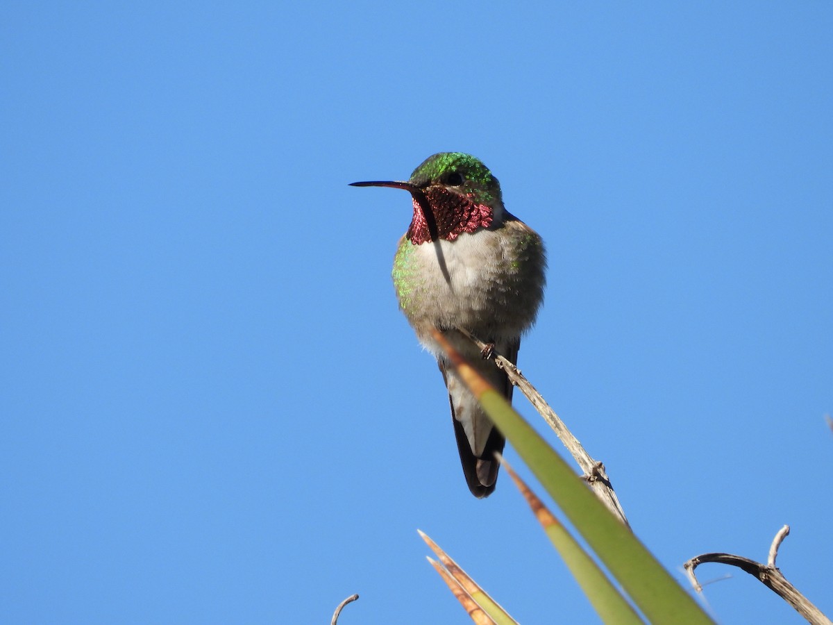 Broad-tailed Hummingbird - Adrianh Martinez-Orozco