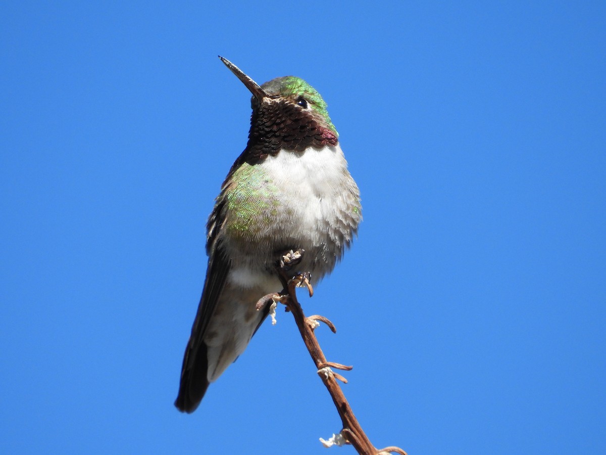 Broad-tailed Hummingbird - Adrianh Martinez-Orozco