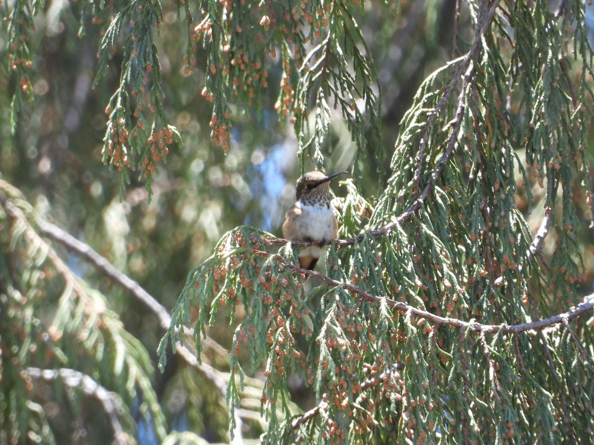 Broad-tailed Hummingbird - Adrianh Martinez-Orozco