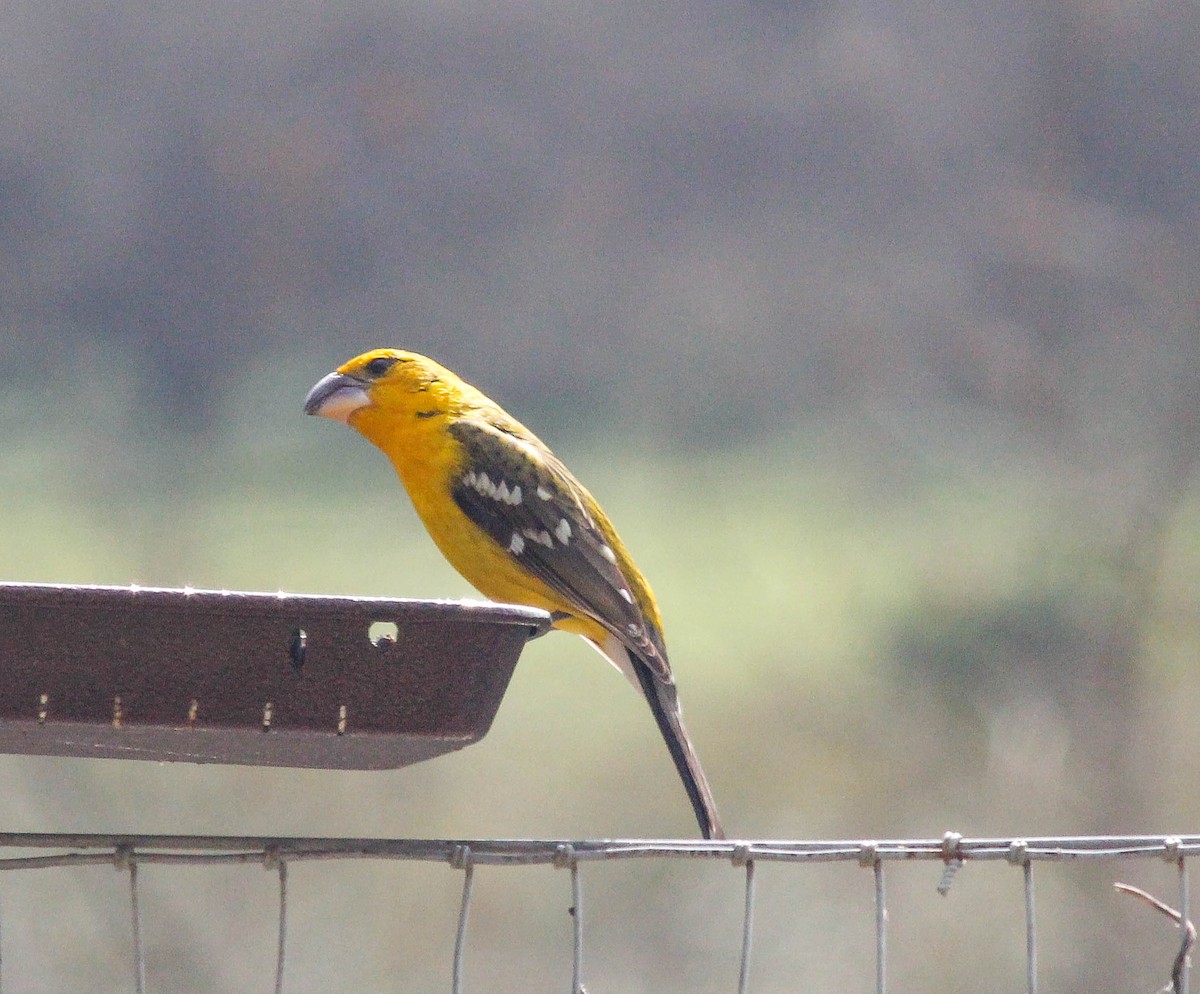 Yellow Grosbeak - ML243705321