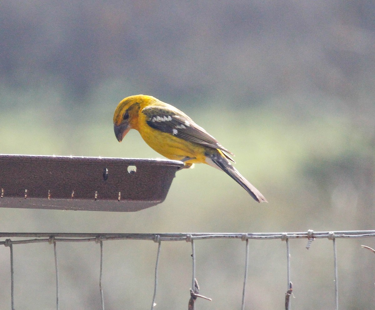 Yellow Grosbeak - ML243705341