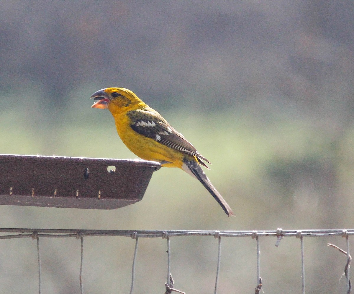 Yellow Grosbeak - ML243705351