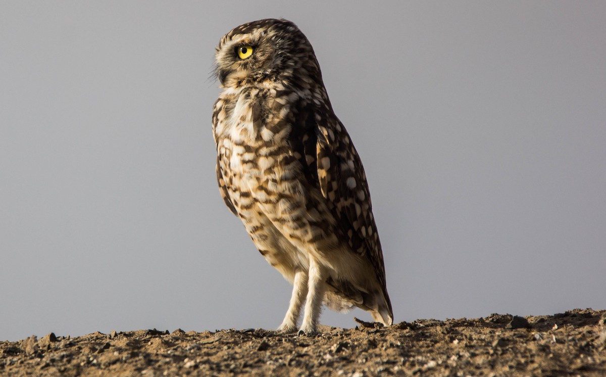 Burrowing Owl - Ariel Troncoso Ossandón