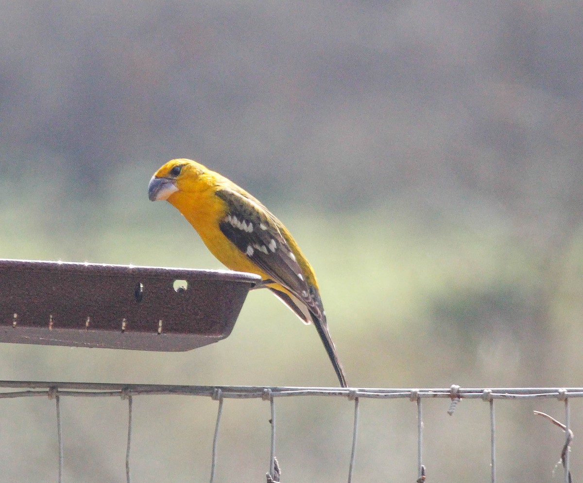 Yellow Grosbeak - ML243705401