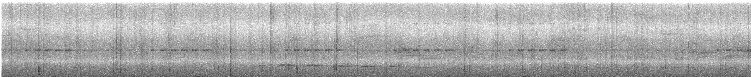 White-streaked Antvireo (White-streaked) - ML243707