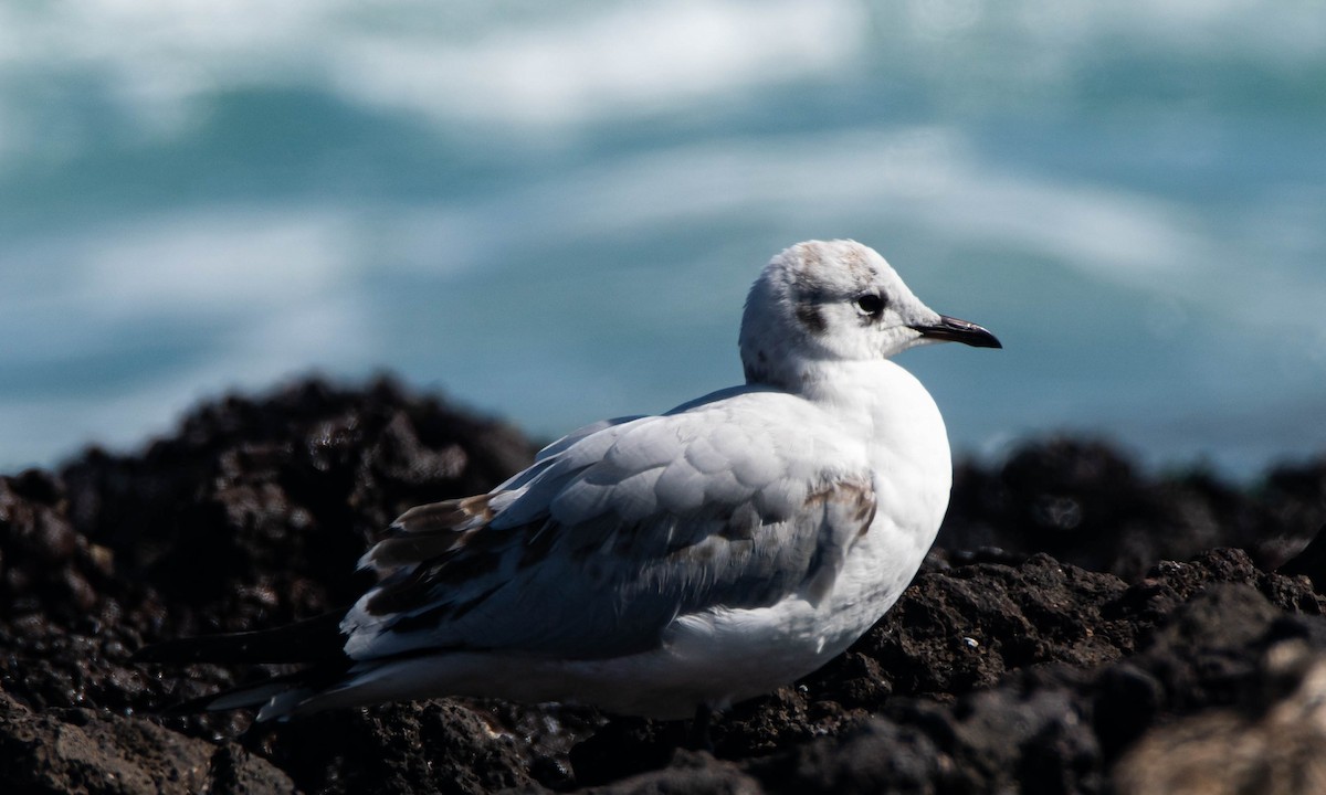 Andean Gull - ML243707321