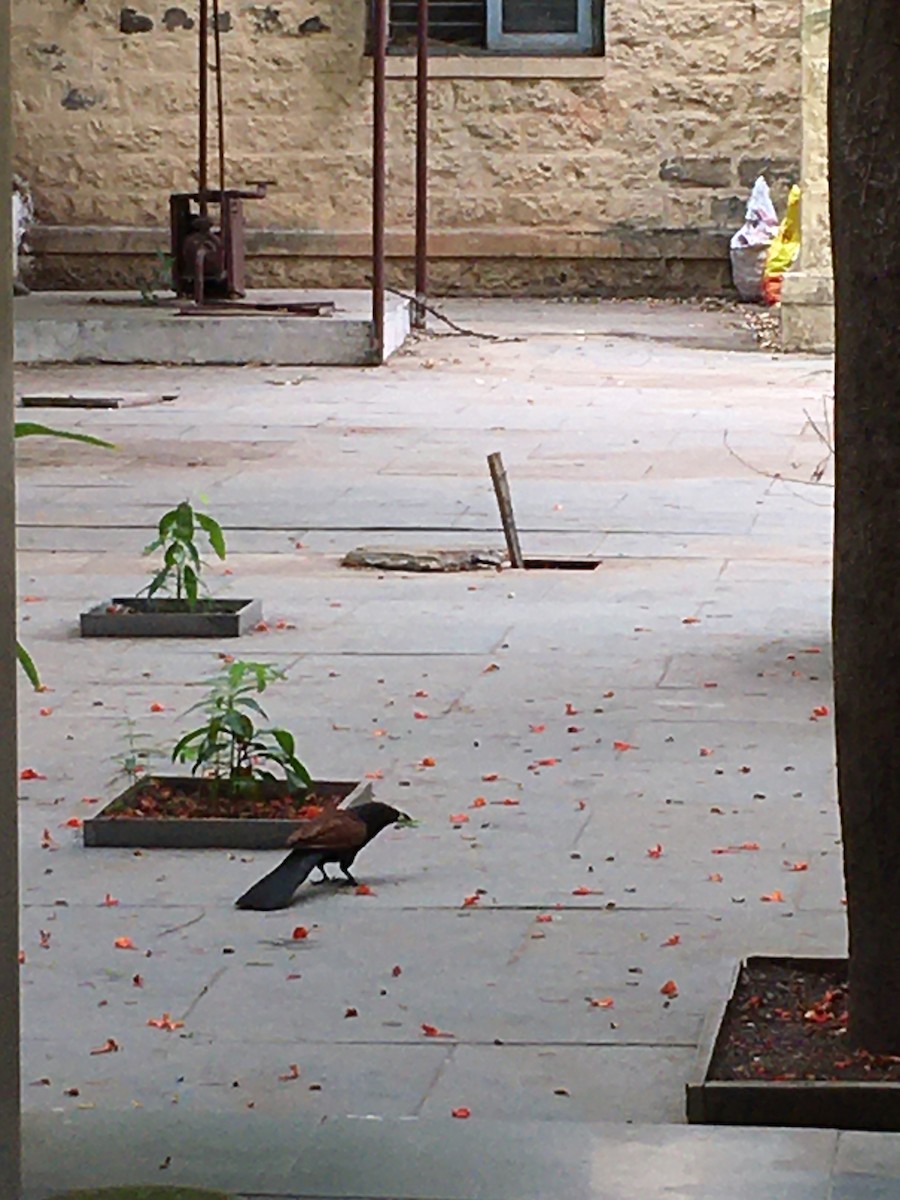 Greater Coucal - Ramesh Desai