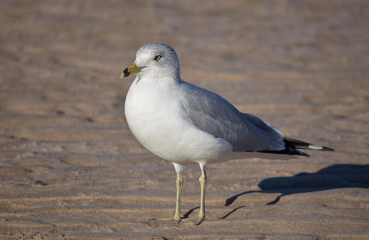 Ring-billed Gull - William Arreola