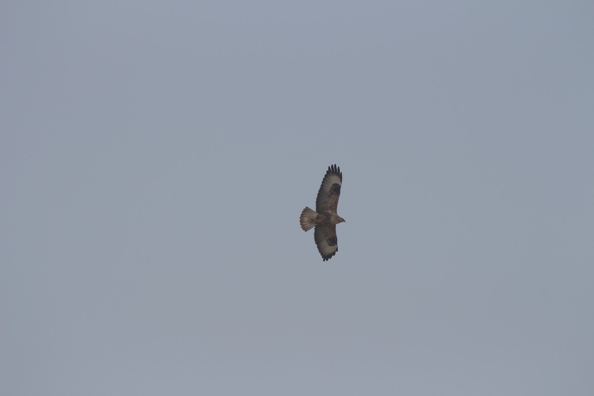 Long-legged Buzzard - ML243708961