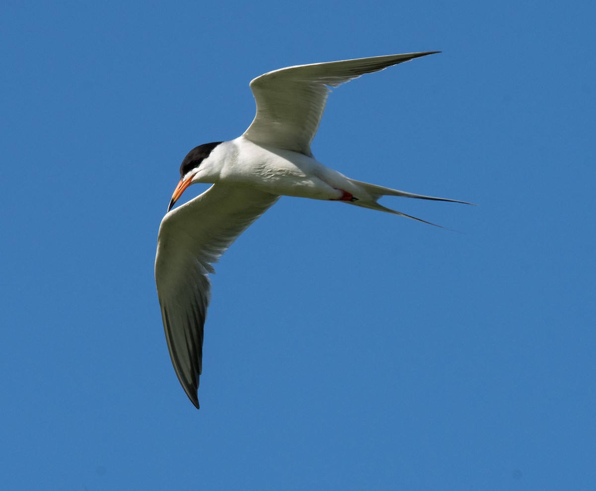 Forster's Tern - ML243709061