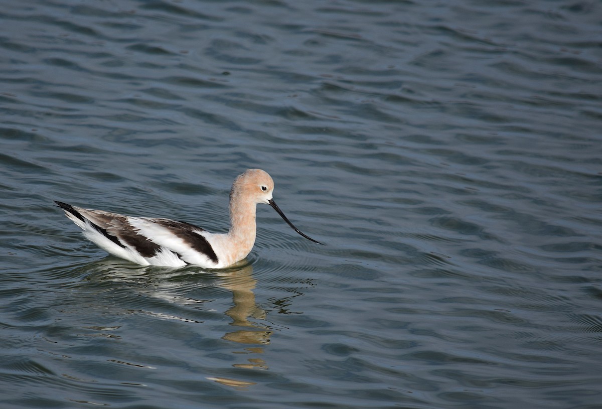 American Avocet - William Arreola